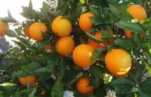 Traen lluvias a NL aumentos en producción agrícola